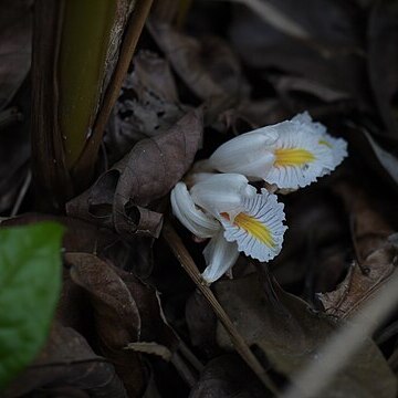 Amomum pterocarpum unspecified picture