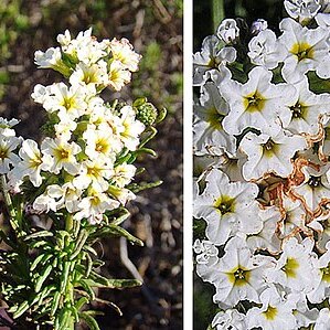 Heliotropium stenophyllum unspecified picture