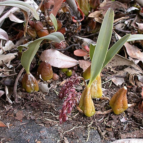 Bulbophyllum tridentatum unspecified picture