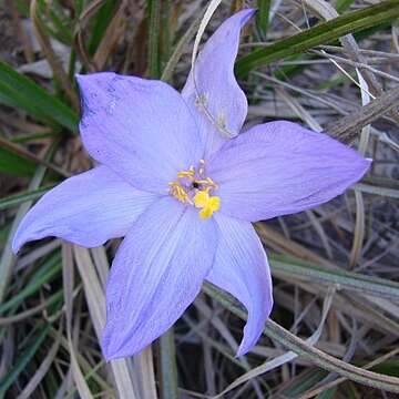 Vellozia angustifolia unspecified picture