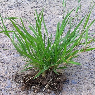 Eriochloa procera unspecified picture