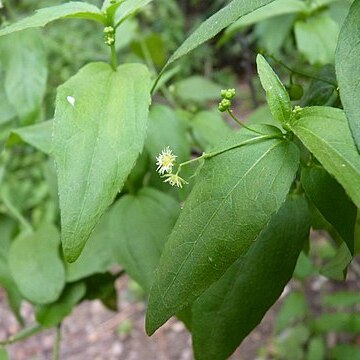 Chiropetalum unspecified picture