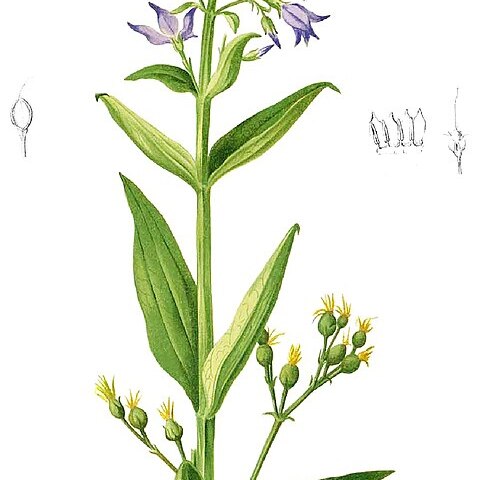 Exacum tetragonum unspecified picture