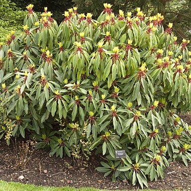 Daphniphyllum macropodum unspecified picture