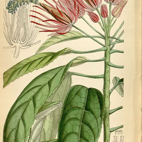 Pavonia multiflora unspecified picture