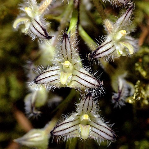 Bulbophyllum lindleyanum unspecified picture