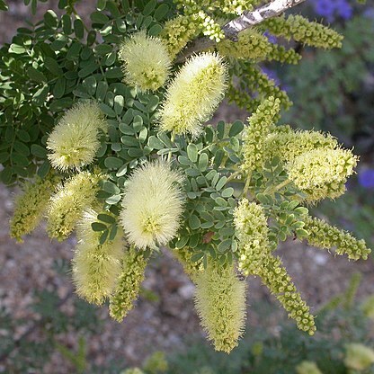 Prosopis pubescens unspecified picture