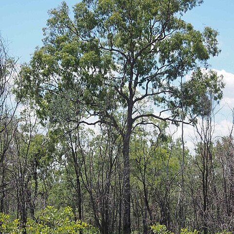 Corymbia trachyphloia unspecified picture