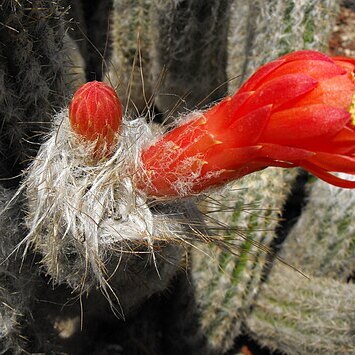 Oreocereus doelzianus subsp. sericatus unspecified picture