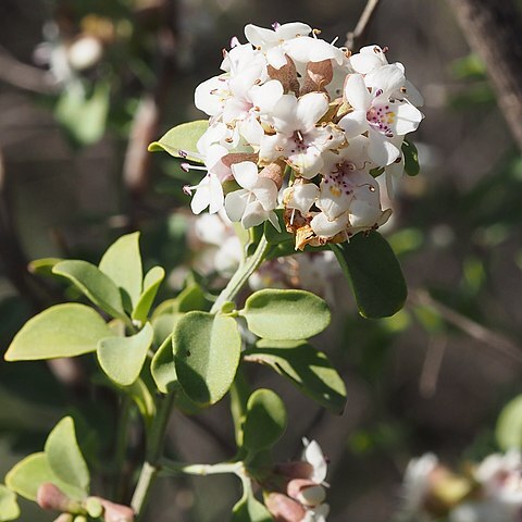 Prostanthera cruciflora unspecified picture