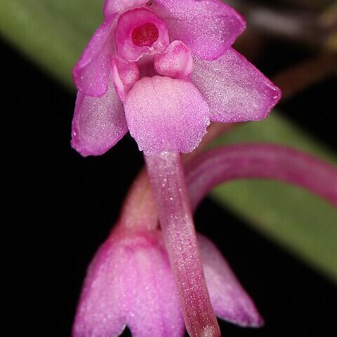 Holcoglossum himalaicum unspecified picture