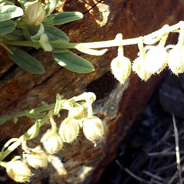 Chaenorhinum glareosum unspecified picture