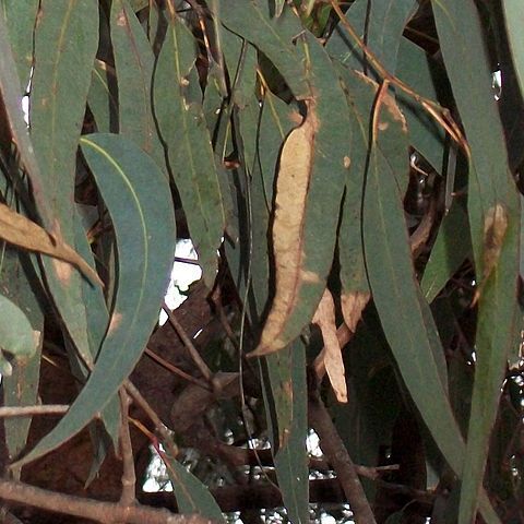 Eucalyptus longifolia unspecified picture