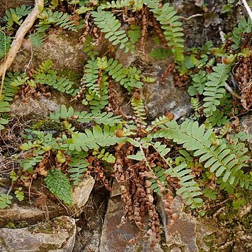 Polystichum craspedosorum unspecified picture