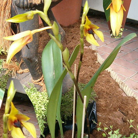 Bulbophyllum amplebracteatum unspecified picture