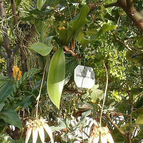 Bulbophyllum ornatissimum unspecified picture