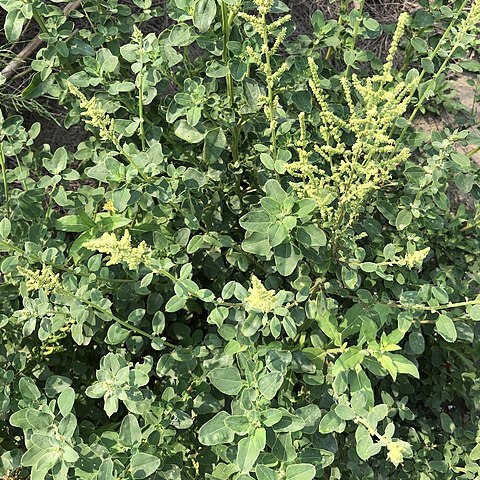 Chenopodium acuminatum unspecified picture