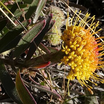 Leucospermum prostratum unspecified picture