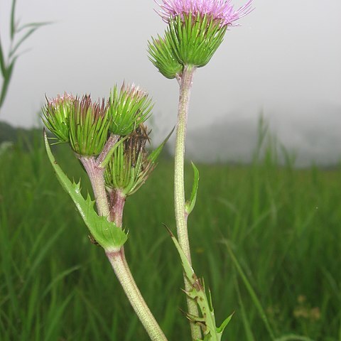 Cirsium homolepis unspecified picture