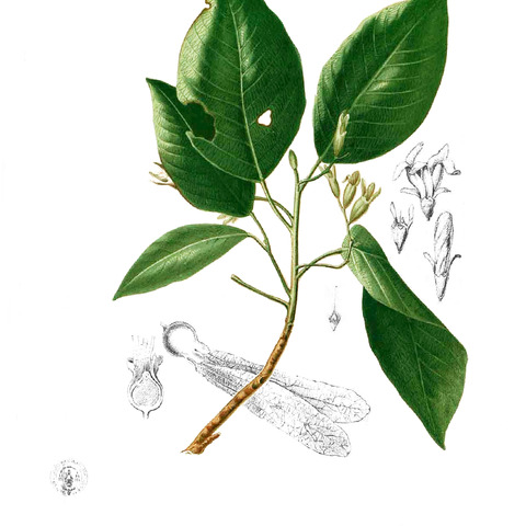 Dipterocarpus gracilis unspecified picture