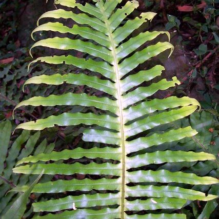 Blechnum cartilagineum unspecified picture