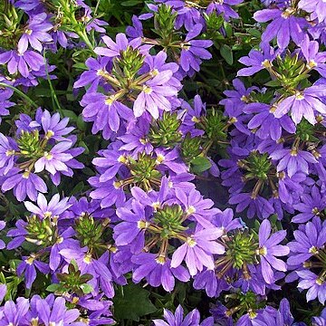 Scaevola aemula unspecified picture