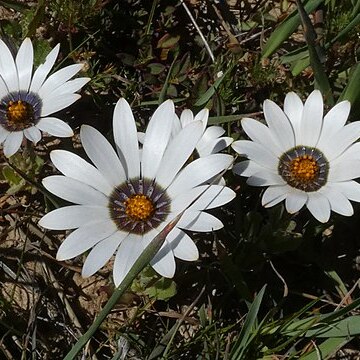 Osteospermum pinnatum unspecified picture