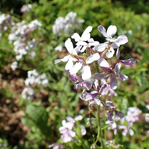 Hesperis matronalis subsp. adzharica unspecified picture