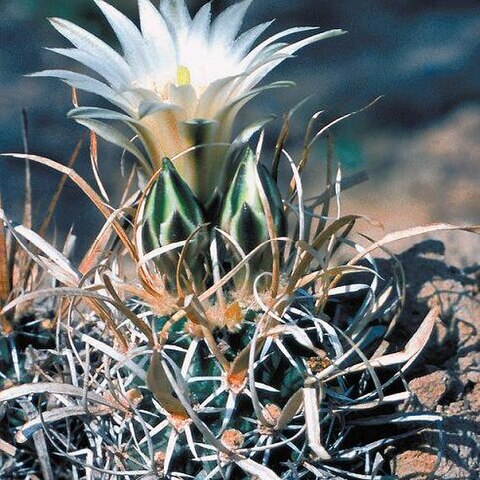 Sclerocactus papyracanthus unspecified picture