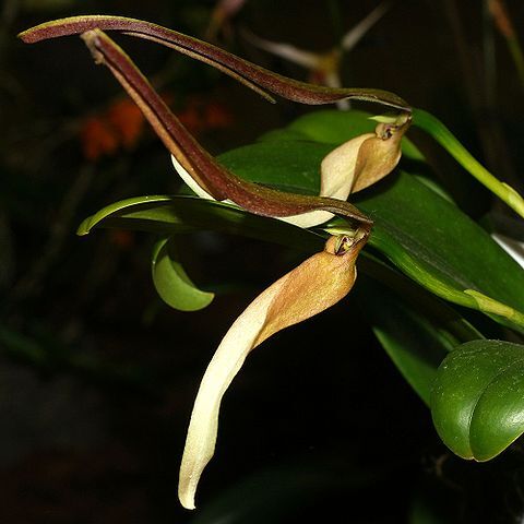 Bulbophyllum antenniferum unspecified picture