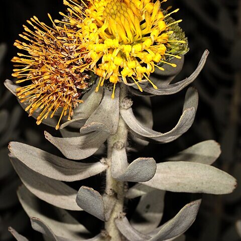 Leucospermum rodolentum unspecified picture