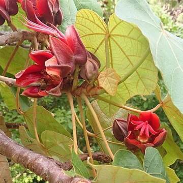 Chiranthodendron pentadactylon unspecified picture