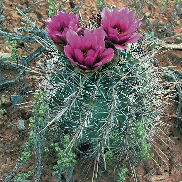 Sclerocactus parviflorus unspecified picture