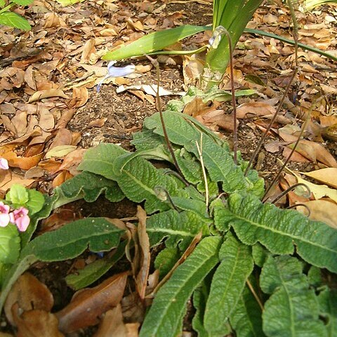 Streptocarpus modestus unspecified picture