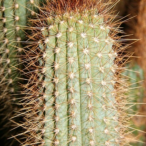 Pilosocereus mollispinus unspecified picture