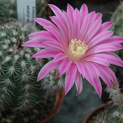 Echinocereus adustus unspecified picture