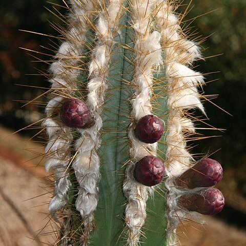 Pilosocereus albisummus unspecified picture