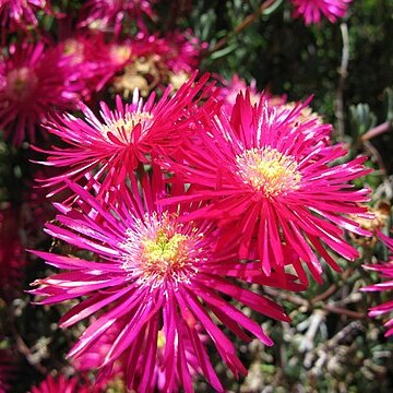 Lampranthus zeyheri unspecified picture