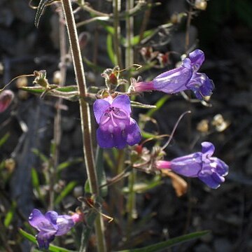 Sairocarpus unspecified picture