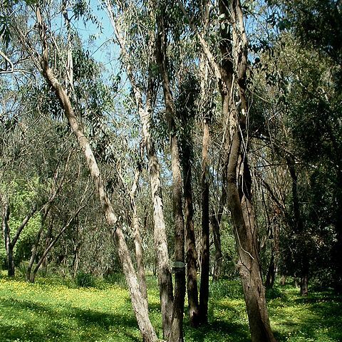 Eucalyptus albens unspecified picture