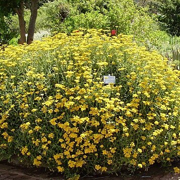 Helichrysum odoratissimum unspecified picture