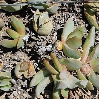 Glottiphyllum carnosum unspecified picture