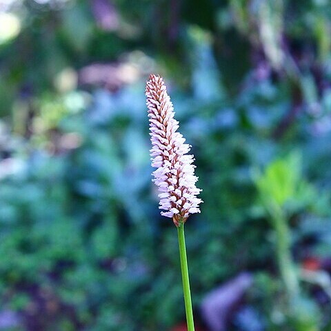 Polygonum paleaceum unspecified picture