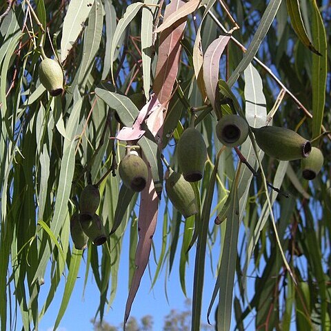 Corymbia clarksoniana unspecified picture