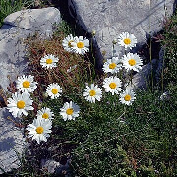 Leucanthemum chloroticum unspecified picture