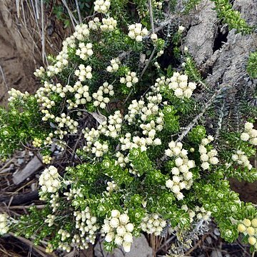 Ozothamnus leptophyllus unspecified picture