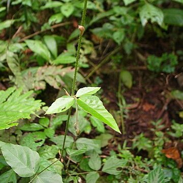 Hylodesmum repandum unspecified picture