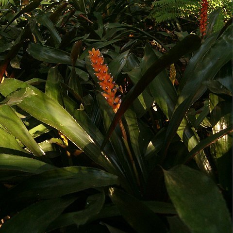 Aechmea victoriana unspecified picture