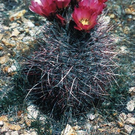 Sclerocactus polyancistrus unspecified picture