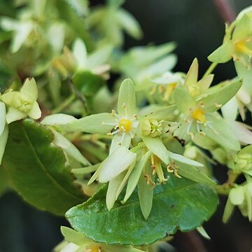 Aphanopetalum resinosum unspecified picture